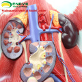 UROLOGY06(12426) Medical Anatomy Dual-sex Human Urinary System in Situ, Male and Female Bladder Interchangeable
